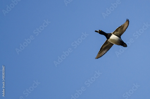 Ring-Necked Duck Flying in a Blue Sky