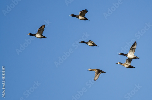 Flock of Ring-Necked Ducks Flying in a Blue Sky © rck