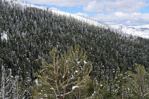 Snow covered trees in Yellowstone National Park