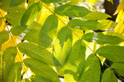 Manchurian walnut close-up in the autumn afternoon