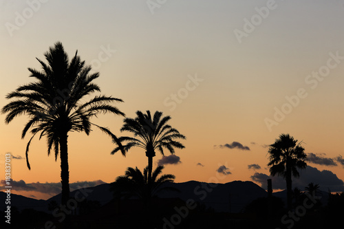 Sunset in Elche with palm trees in the foreground. © FRANCISGONSA