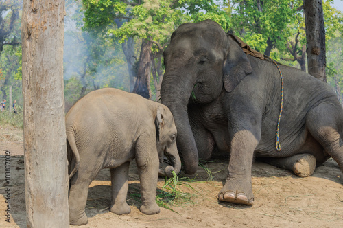 Elephant and baby elephant in National park of Nepal