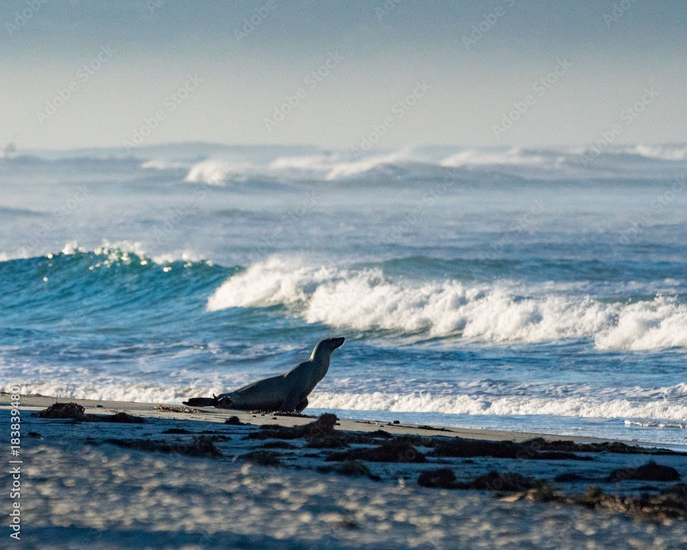 Fototapeta premium Sea Lion, Beach Waves, Ocean, Sea, Seal, California, San Diego