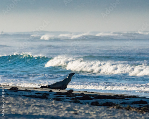 Sea Lion, Beach Waves, Ocean, Sea, Seal, California, San Diego