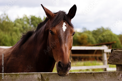 Portrait of bay horse staying in stable outdoor at summer, close-up © svetlanistaya