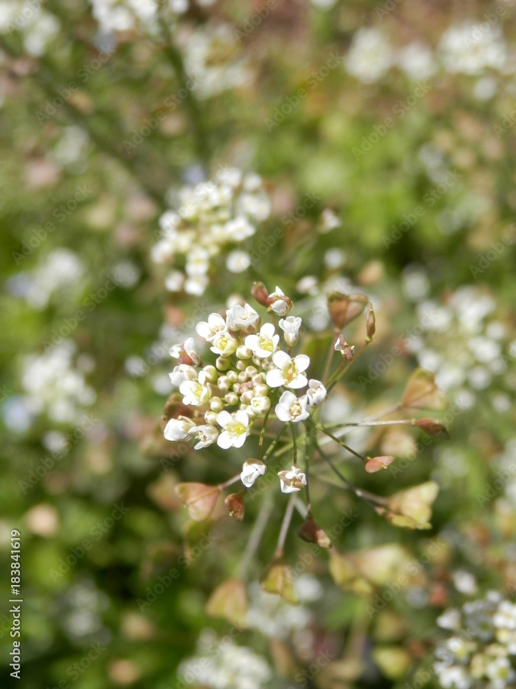 ナズナの花先部分接写(宮城県)