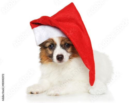 Papillon puppy in Santa Christmas red hat
