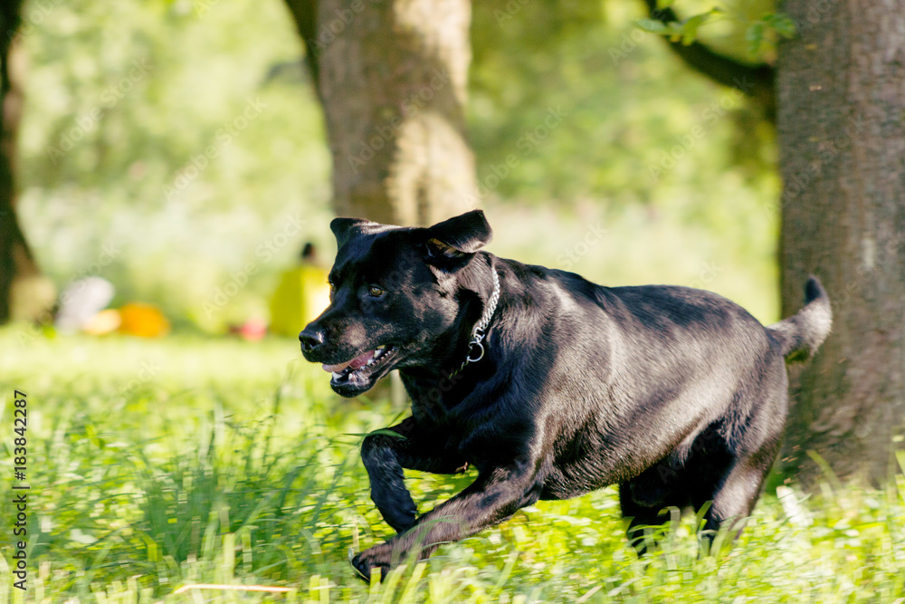 Black labrador retriever execute the command go outside on blurred green background