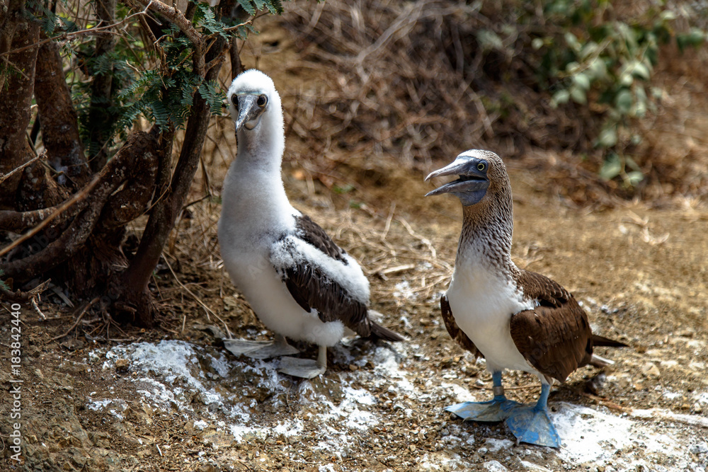 Blue footed boobies (Sula nebouxii) on Isla de la Plata, off the coast of Puerto Lopez, Ecuador