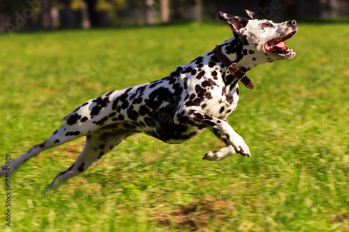 Dalmatian in forest