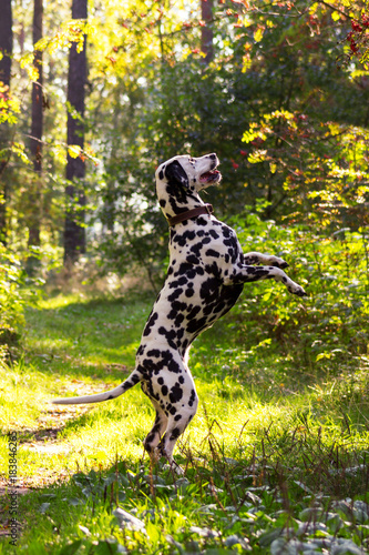 Dalmatian in forest