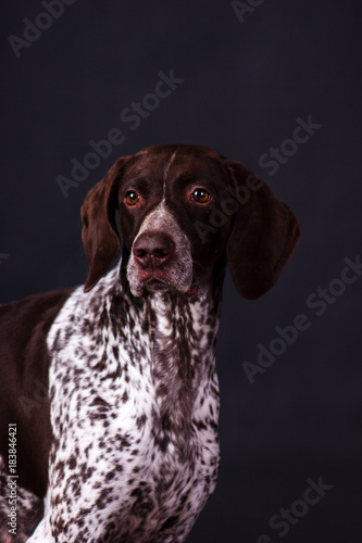 German shorthaired pointer