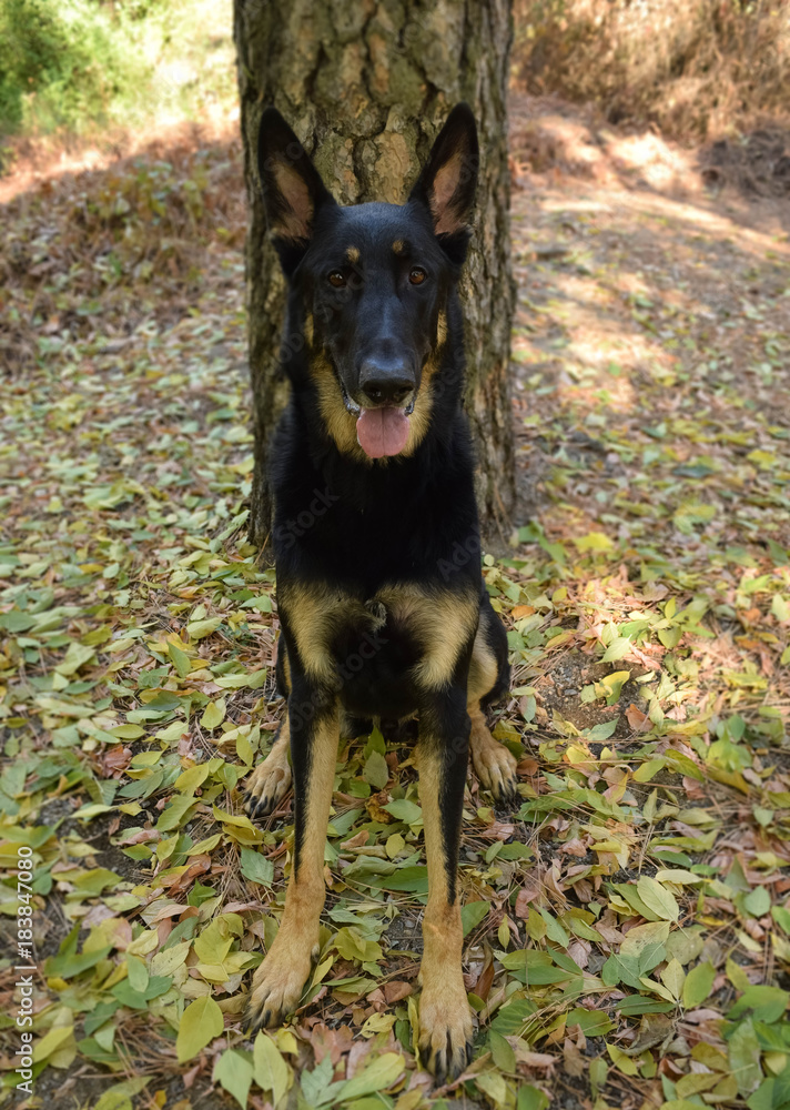 purebred german shepherd sitting for photograph purebred german shepherd sitting for photograph