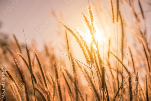 grass flower with sunset or sunrise background