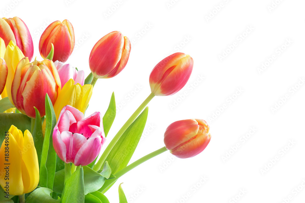Tulpe rot und gelb, Strauß bunt isoliert Tulpe rot und gelb, Strauß bunt isoliert