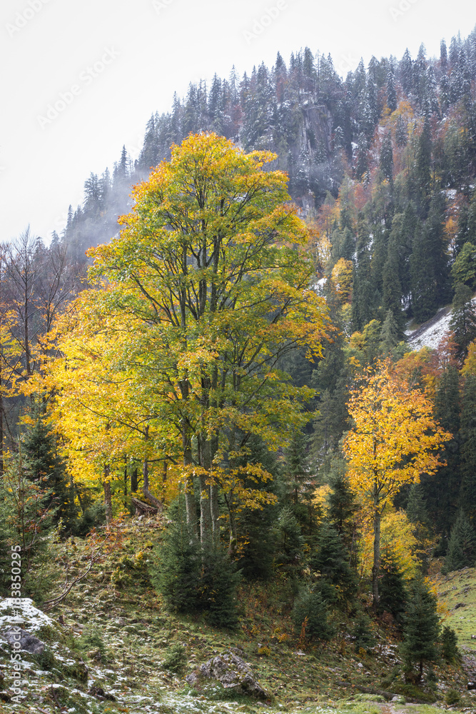deciduous tree during the fall in the mountains deciduous tree during the fall in the mountains