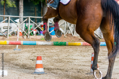 Backside Horizontal View Of A Brown Horse Jumping The Obstacle © daniele russo