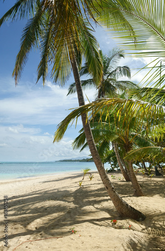 Natural tropical beach with palm trees  Samana  Dominican Republic