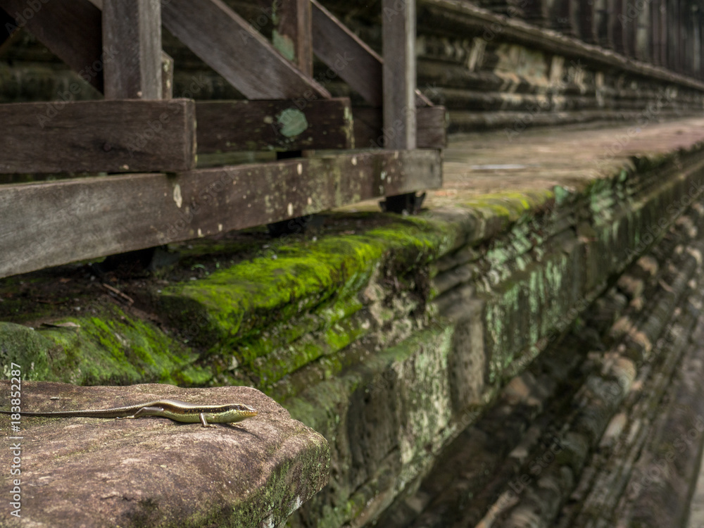 Lizard at Angkor Wat