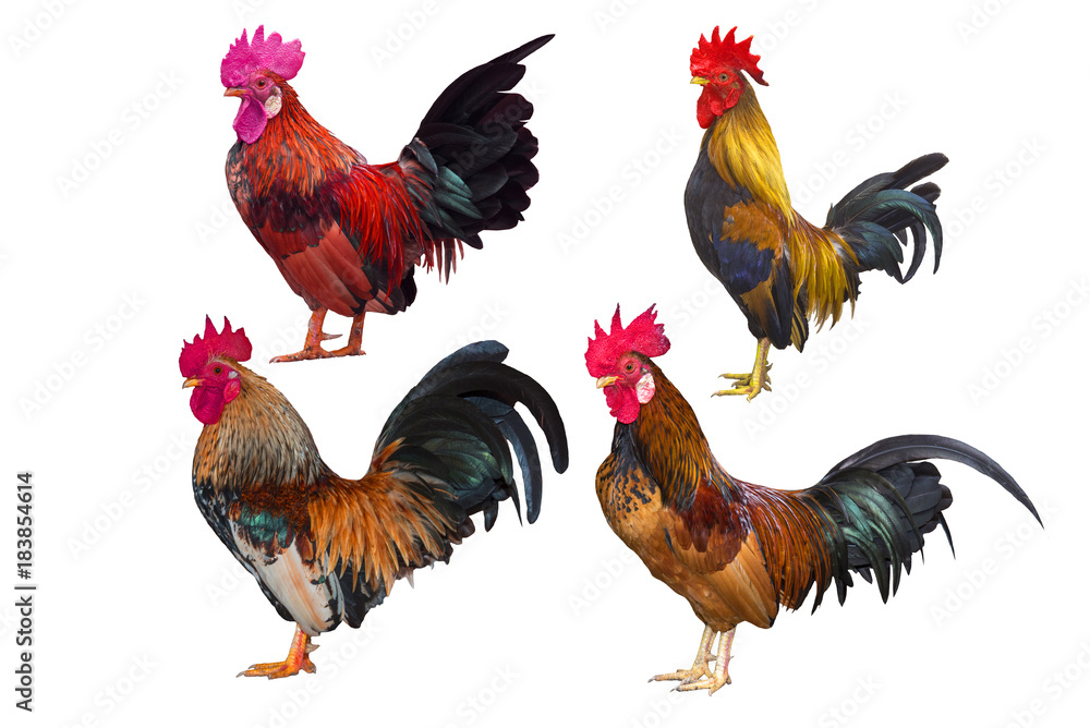 Fototapeta premium Bantam isolated on white background