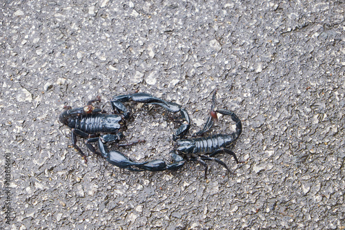 Scorpions fighting on the road