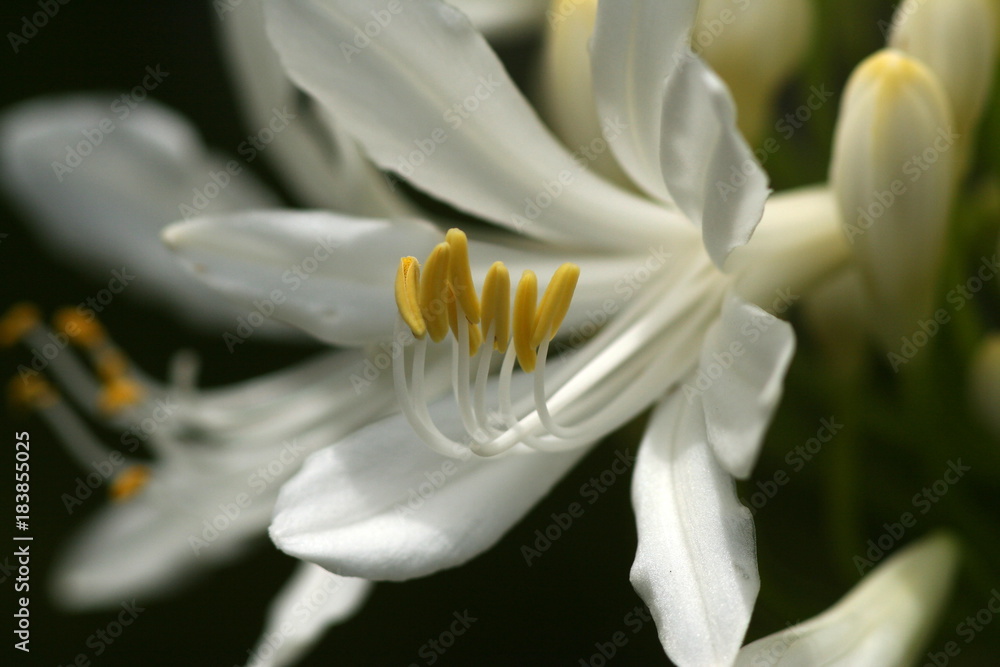 Obraz premium White Agapanthus flower close-up