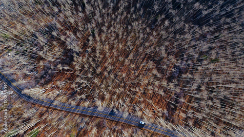 Obraz na płótnie Widok z lotu ptaka na las