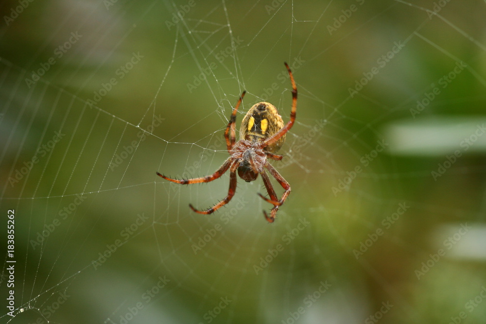 Golden Orb Weaver spider Golden Orb Weaver spider