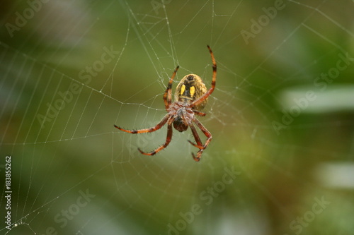 Golden Orb Weaver spider © Andy Waugh