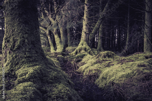 Irish Mossy Forest 