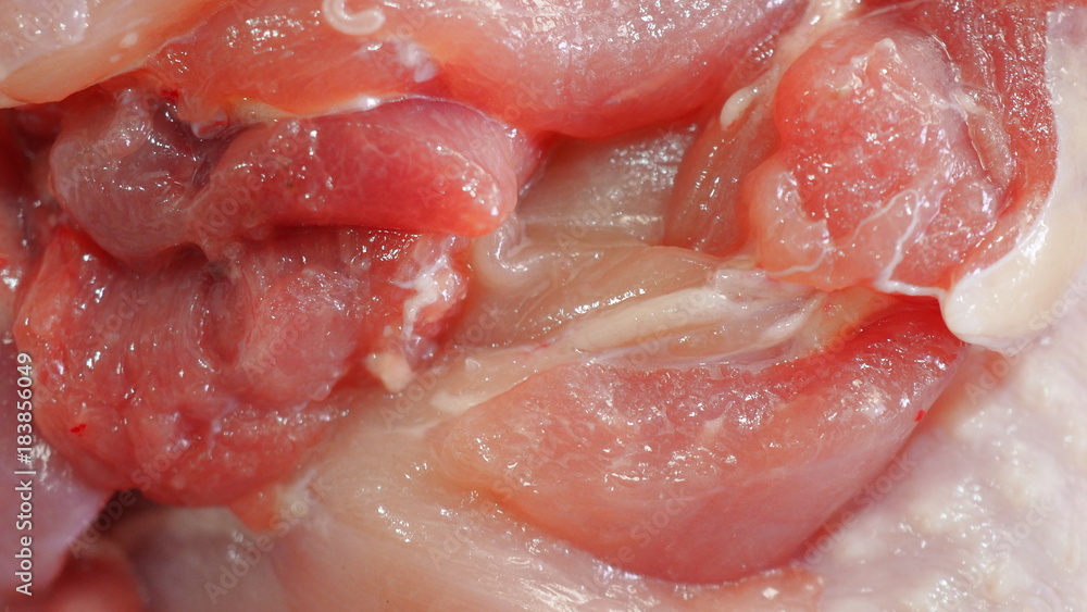 Macro close up raw fresh red pink wet thigh chicken meat with white skin and small fat lump Macro close up raw fresh red pink wet thigh chicken meat with white skin and small fat lump