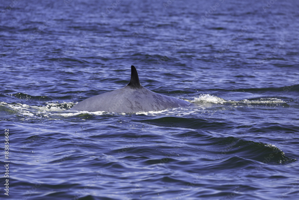 Fototapeta premium Bryde's whale or Eden's whale in Thai gulf, Phetchaburi