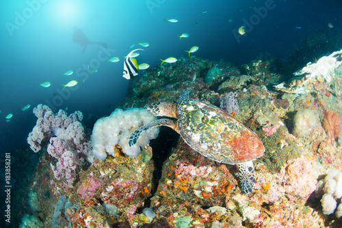 Wonderful and beautiful underwater world with Hawksbill Sea Turtle, Fish, ccoral reef landscape background in the deep blue ocean with colorful fish and marine life