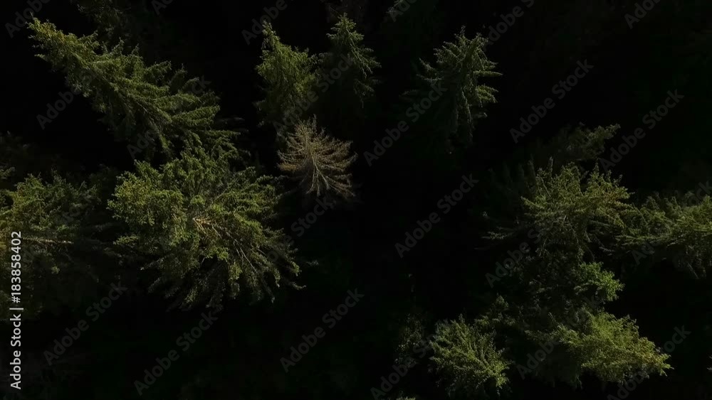 Top view of the spruce forest. Top view of the spruce forest.