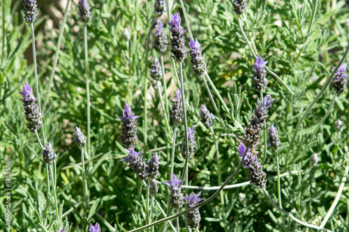 Lavender flower