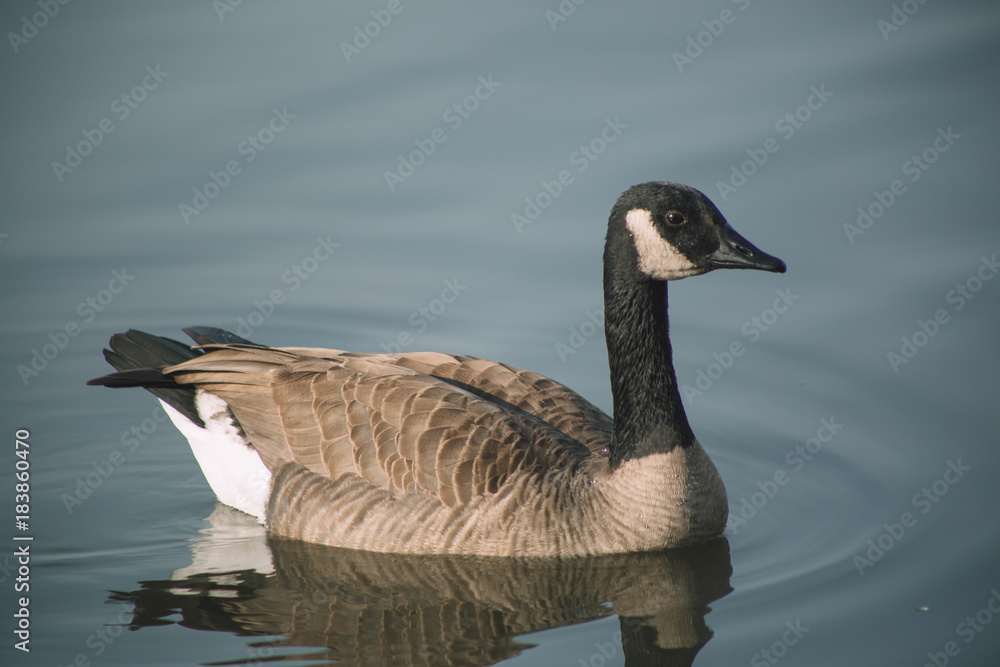 geese, canadian geese, goose, bird, feathers, wildlife, lake, water, missouri, nature, avian, wings, float, winter geese, canadian geese, goose, bird, feathers, wildlife, lake, water, missouri, nature, avian, wings, float, winter
