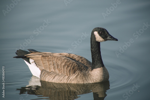 geese, canadian geese, goose, bird, feathers, wildlife, lake, water, missouri, nature, avian, wings, float, winter