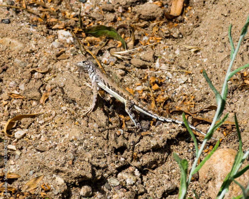 Lizard on sand Lizard on sand