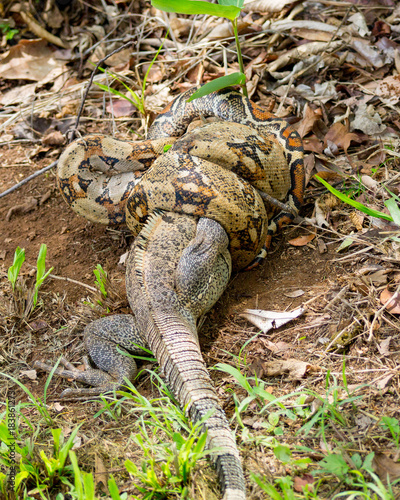 Boa Constricting an Iguana