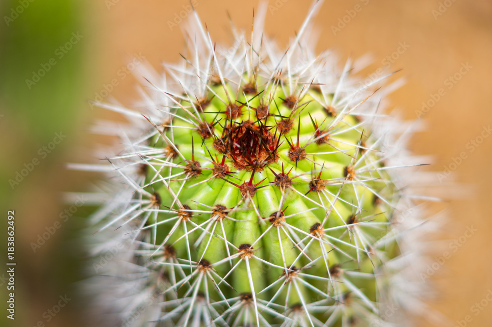Cactus with red spots and white needles Cactus with red spots and white needles