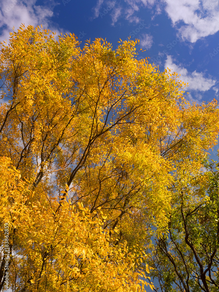 黄葉した樹木　水元公園
