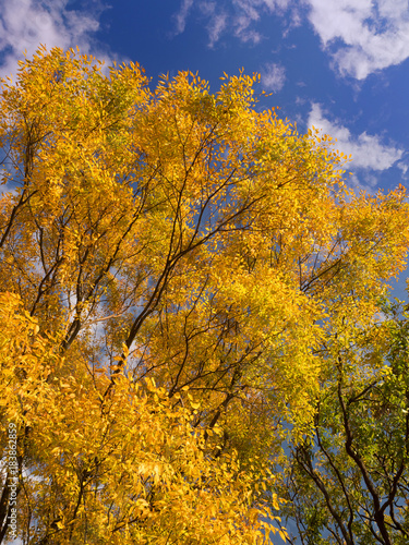 黄葉した樹木 水元公園