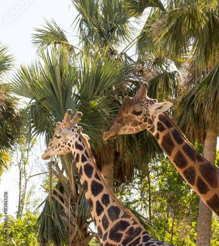 Two giraffes in front of palm trees. © Yves