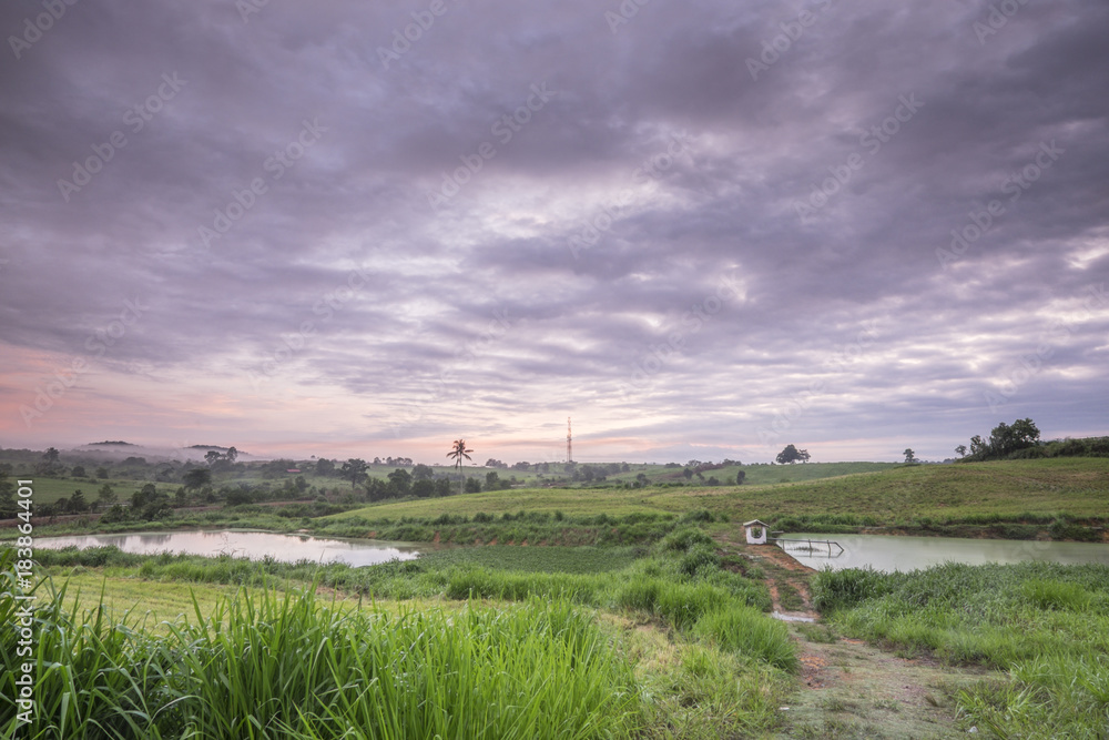 Obraz premium A green grass in sunrise at The First Dairy Farm SDN .BHD., Muadzam Shah, Malaysia