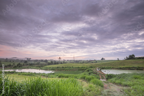 A green grass in sunrise at The First Dairy Farm SDN .BHD.  Muadzam Shah  Malaysia