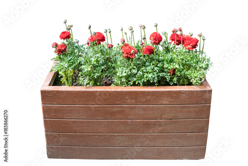 Fototapeta Naklejka Na Ścianę i Meble -  ranunculus asiaticus in wooden box on white