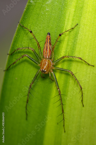 Image of a Lynx spider (oxyopidae) on green leaves. Insect. Animal
