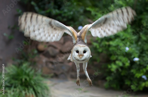 Barn Owl Raptor Bird Flying