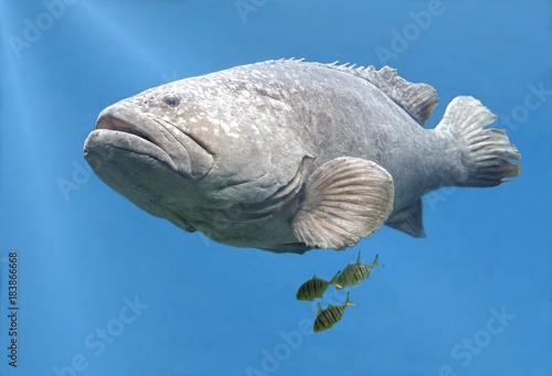 Goliath Grouper Fish Swimming photo
