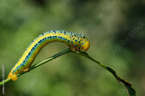 Image of Dysphania Militaris caterpillar on nature background. Insect Animal.